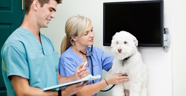 Entry Level Veterinary Assistant Cover Letter No Experience - CLR